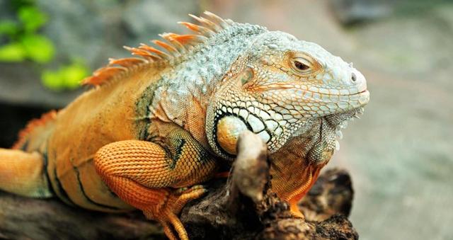 Iguana Farm Tour + Monkeys & Sloths
